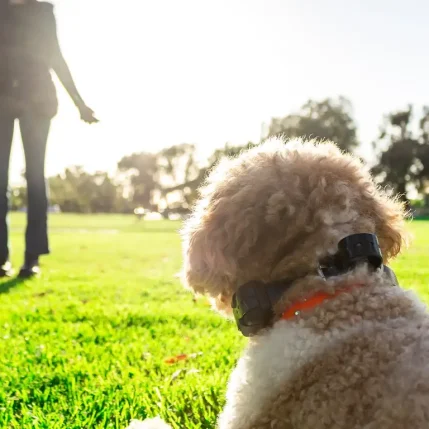 Small_Dog_Safety_Blogs